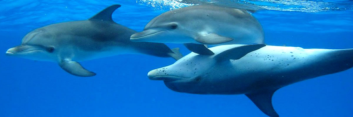 dolphin-expeditions_r1_c1